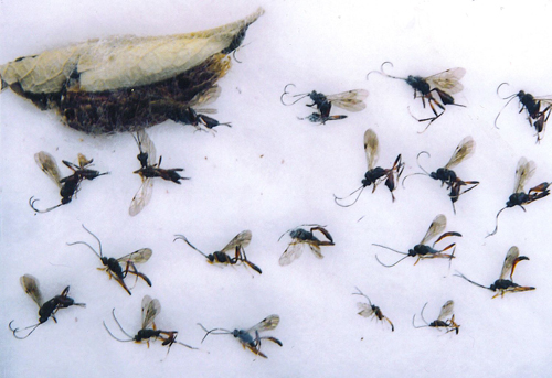 Parasitic wasps emerging from one cocoon